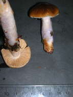 Image of Cortinarius vanduzerensis A. H. Sm. & Trappe 1972