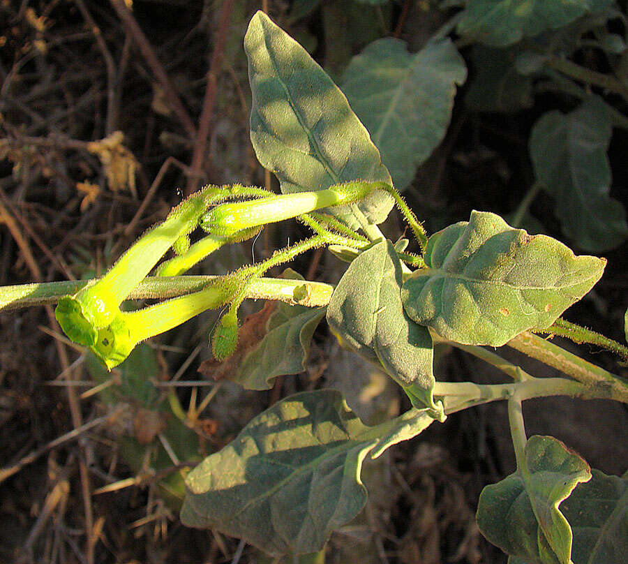 Image of Nicotiana solanifolia Walp.
