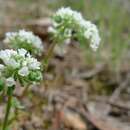 Imagem de Poranthera microphylla Brongn.