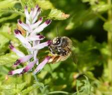 Image of Anthophorine Bees