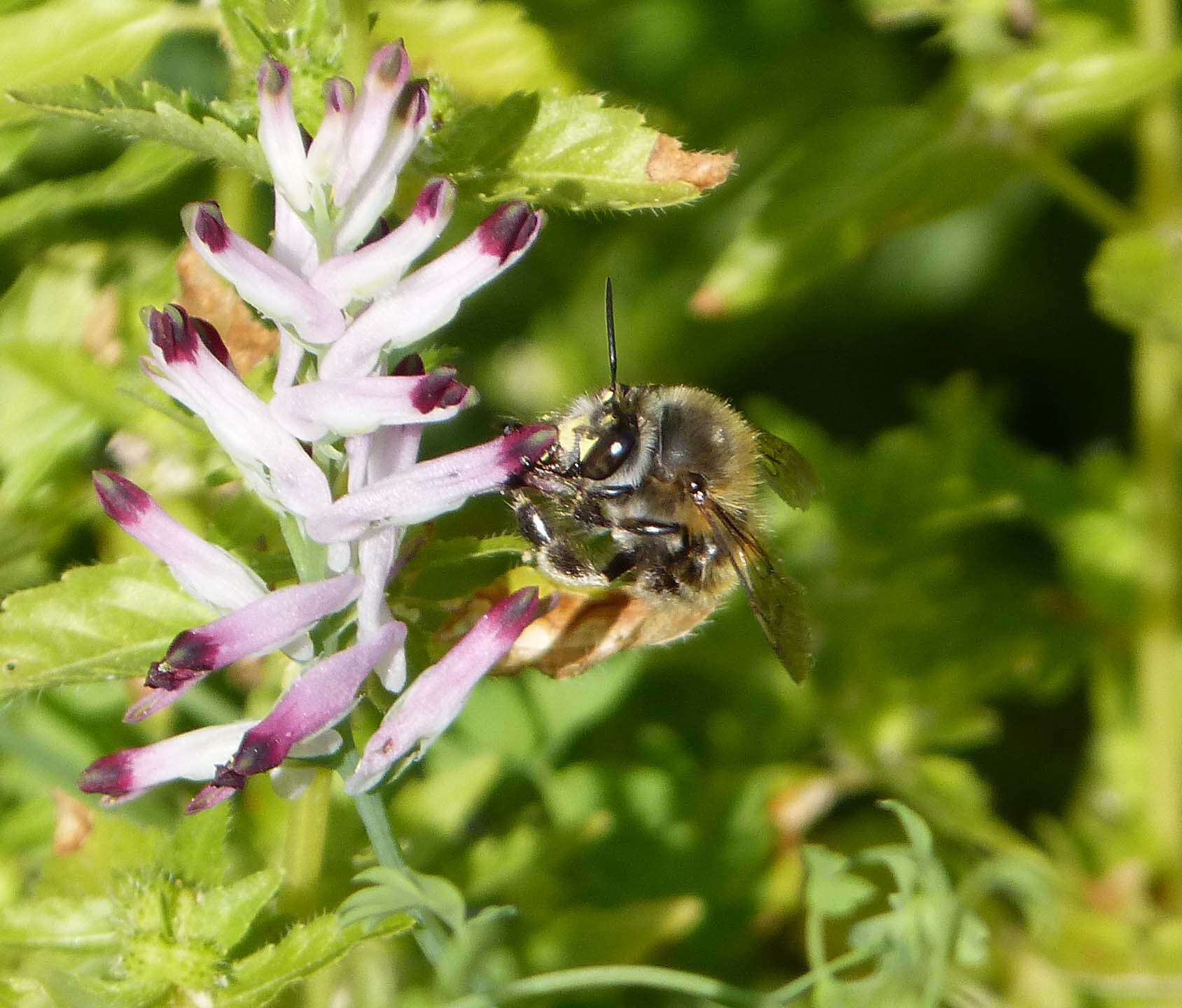 Image of Anthophora plumipes (Pallas 1772)