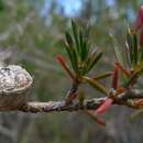 Sivun Leptospermum arachnoides Gaertner kuva