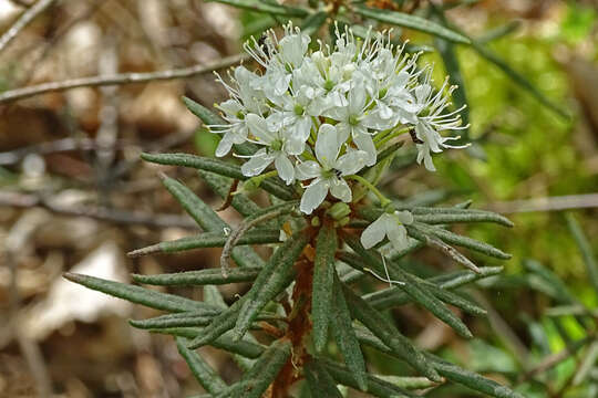 Imagem de Rhododendron tomentosum (Stokes) Harmaja