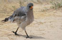 Image of Pale Chanting Goshawk