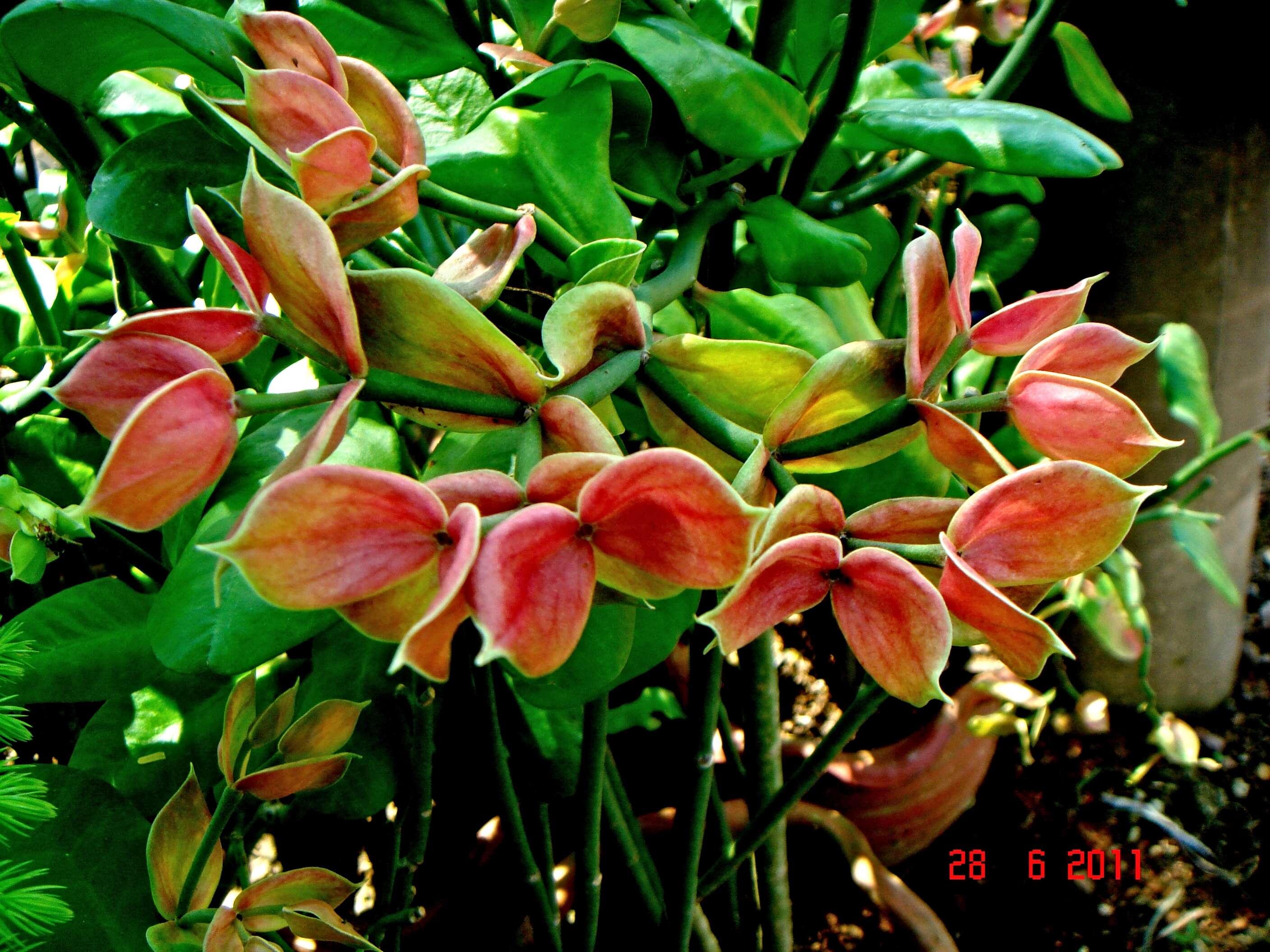 Image of Euphorbia bracteata Jacq.