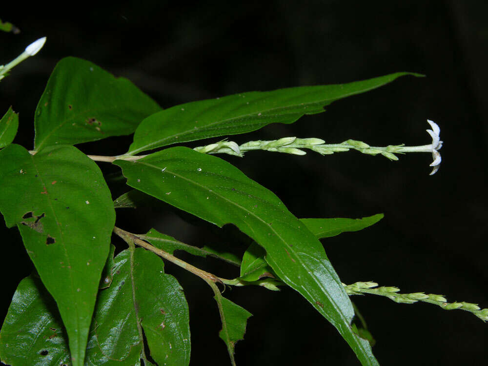 Imagem de Gonzalagunia osaensis C. M. Taylor