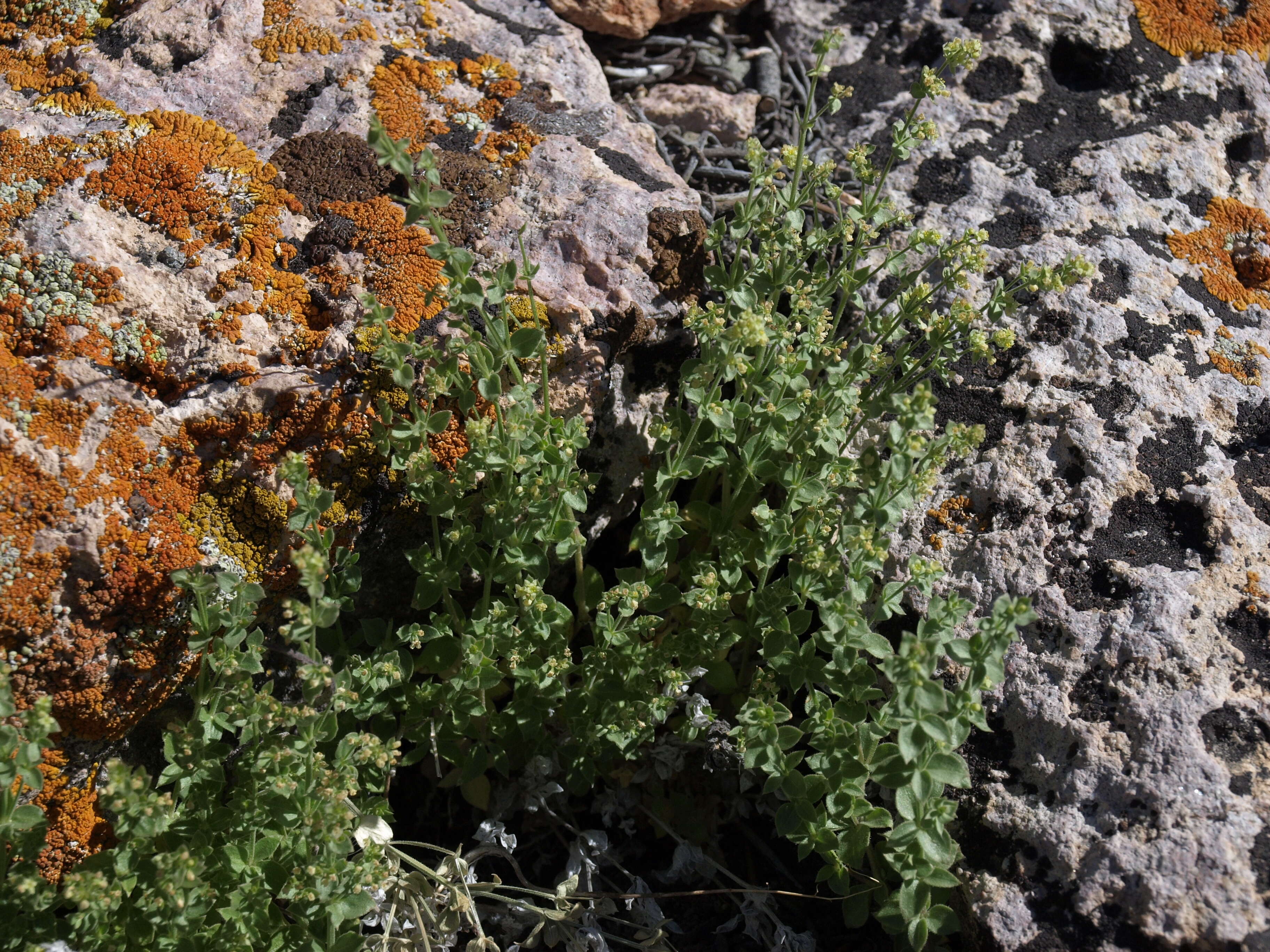 Image of shrubby bedstraw