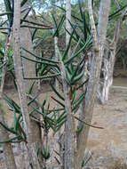 Image of Tree Aloes