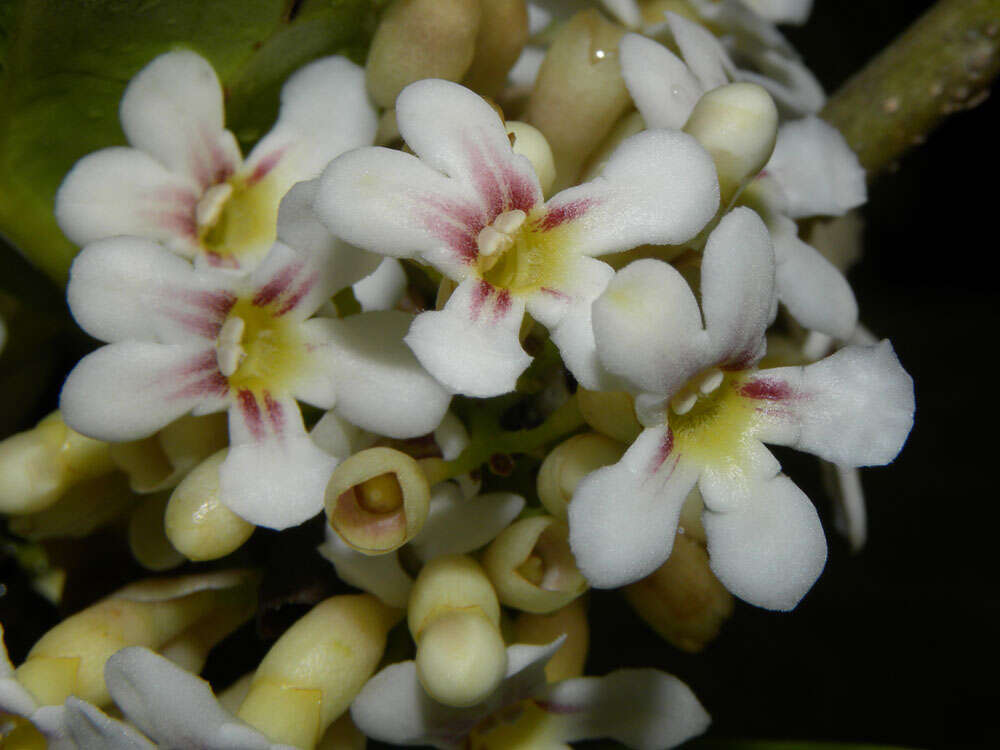 Image of Schlegelia parviflora (Oerst.) Monach.