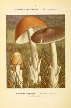 Image of Amanita vaginata (Bull.) Lam. 1783