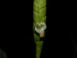 صورة Werauhia gladioliflora (H. Wendl.) J. R. Grant