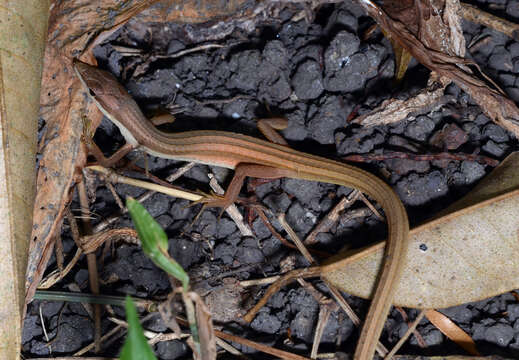 Image of Grass lizards