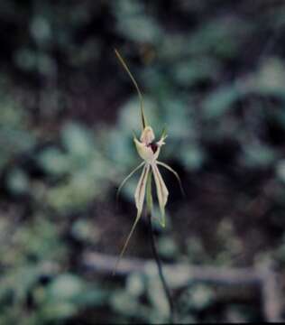 Image of Eastern Mantis Orchid