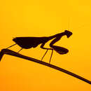 Image of African mantis