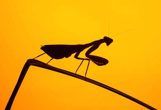 Image of African mantis