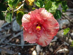 Image of rosemallow