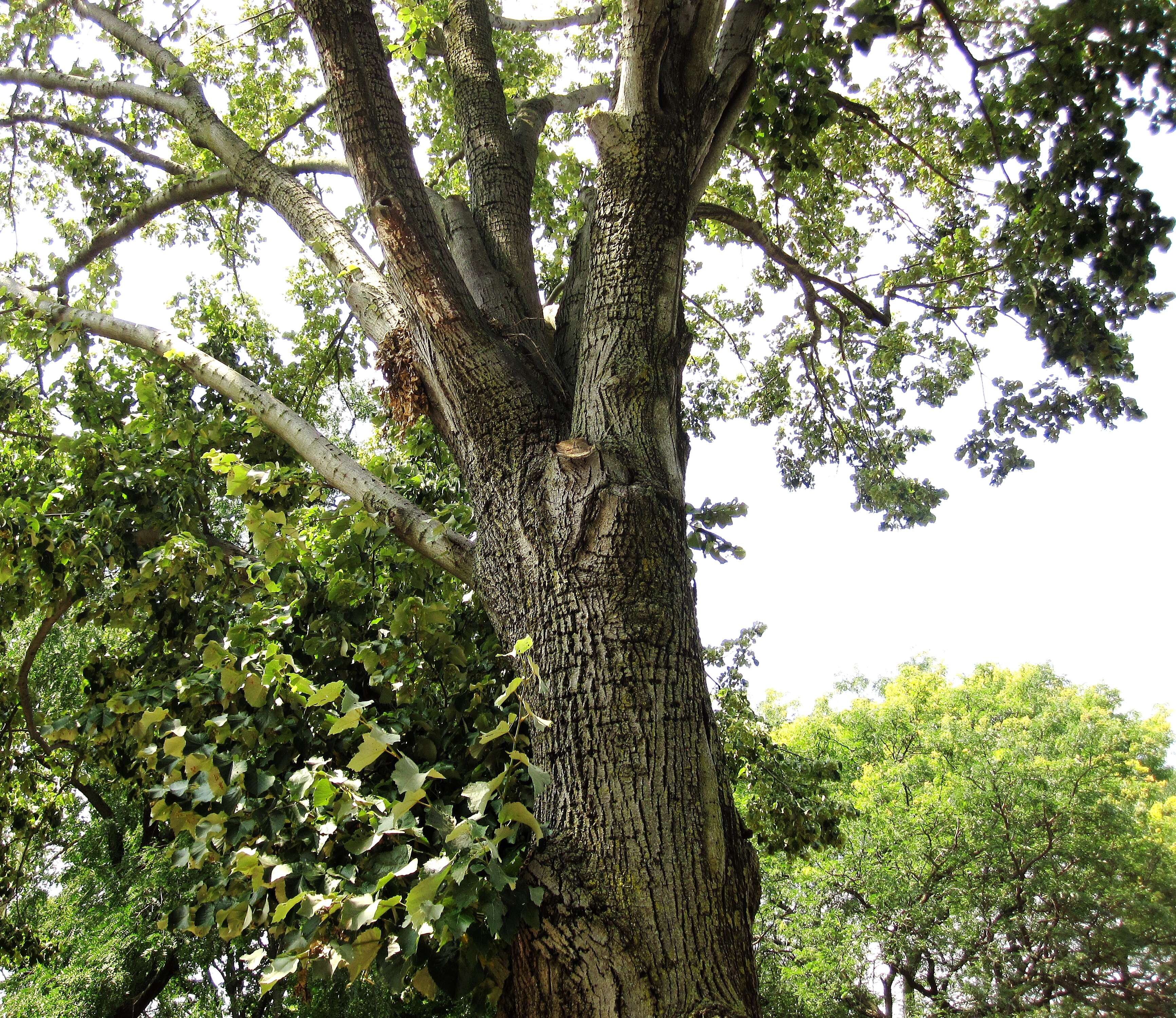 Image of Basswood