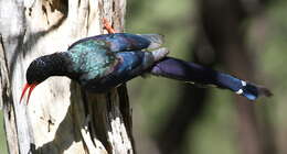 Image of woodhoopoes