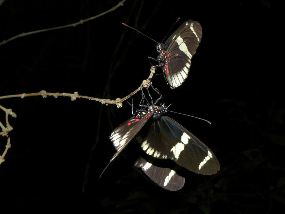 Image of Heliconius sara theudela Hewitson 1874