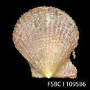 Image of Spathochlamys benedicti (Verrill & Bush)