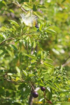 Image of Capparis lucida (DC.) R. Br. ex Benth.