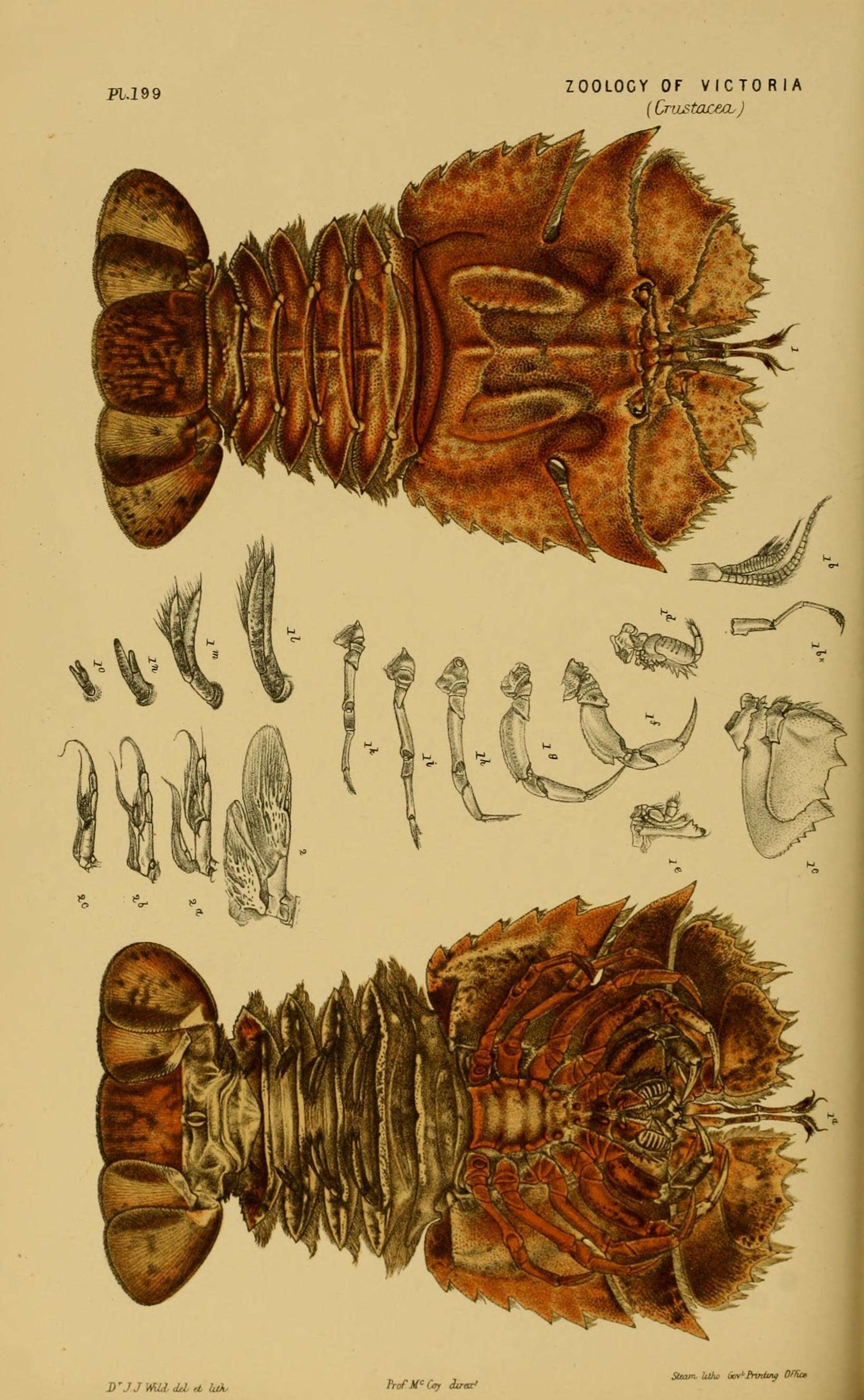 Image of slipper lobsters
