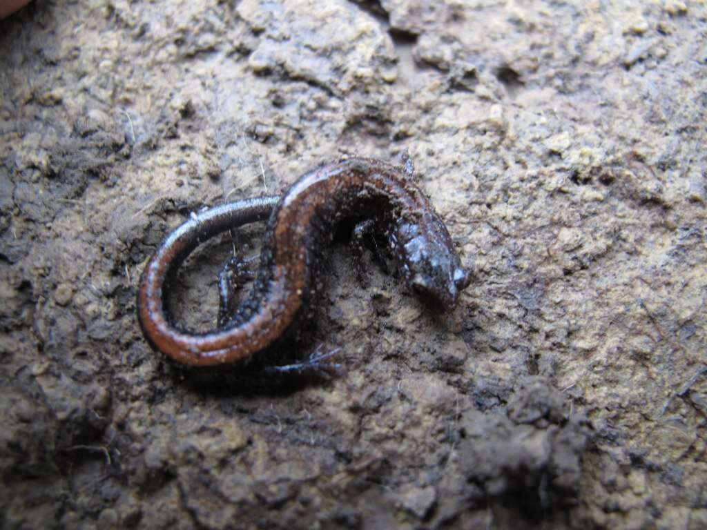 Plethodon cinereus (Green 1818) resmi