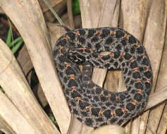 Image of pigmy rattlesnake