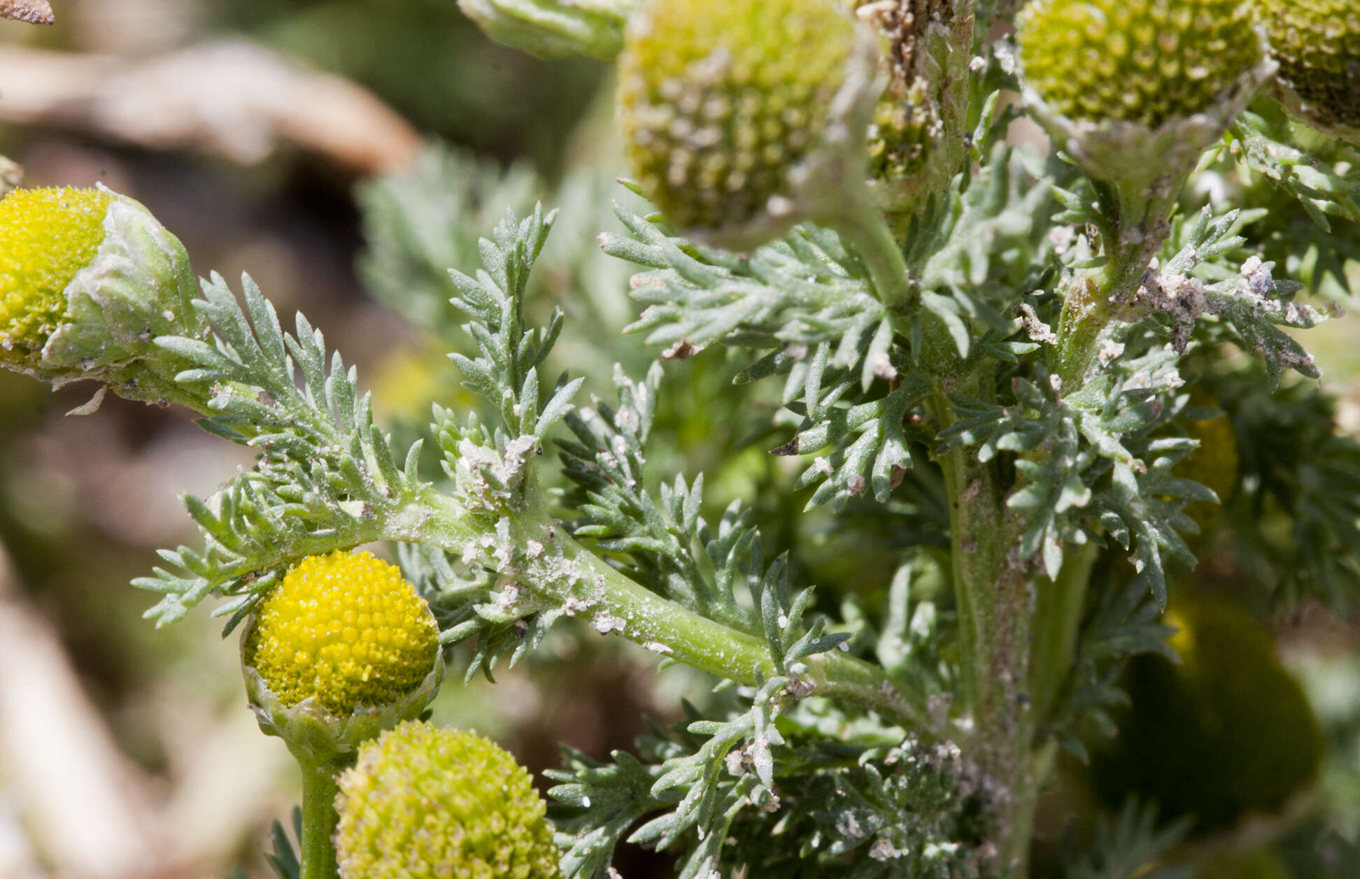 Image of mayweed