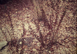 Image of Boronia bipinnata Lindley