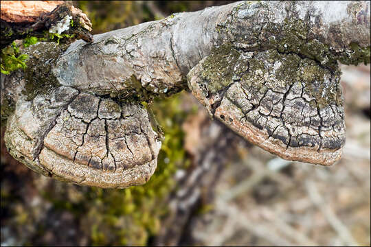 Image of Phellinus pomaceus (Pers.) Maire 1933