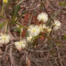 Acacia genistifolia Link resmi