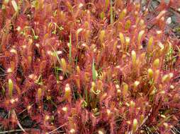 صورة Drosera anglica Huds.