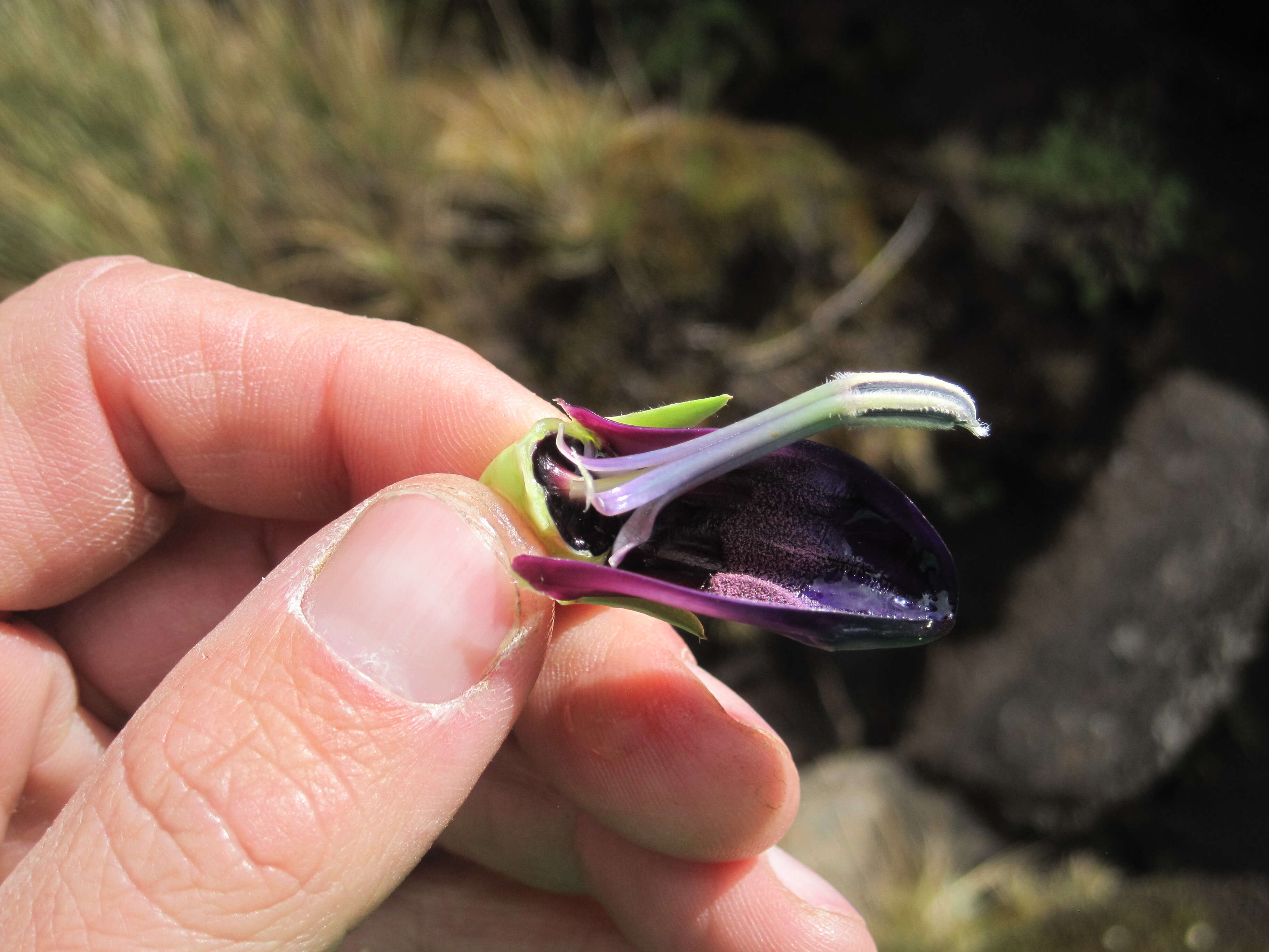 Image de Lobelia gregoriana Baker fil.