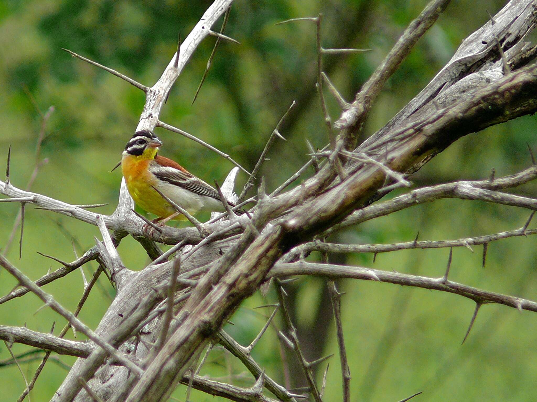 Image of African Golden-breasted Bunting