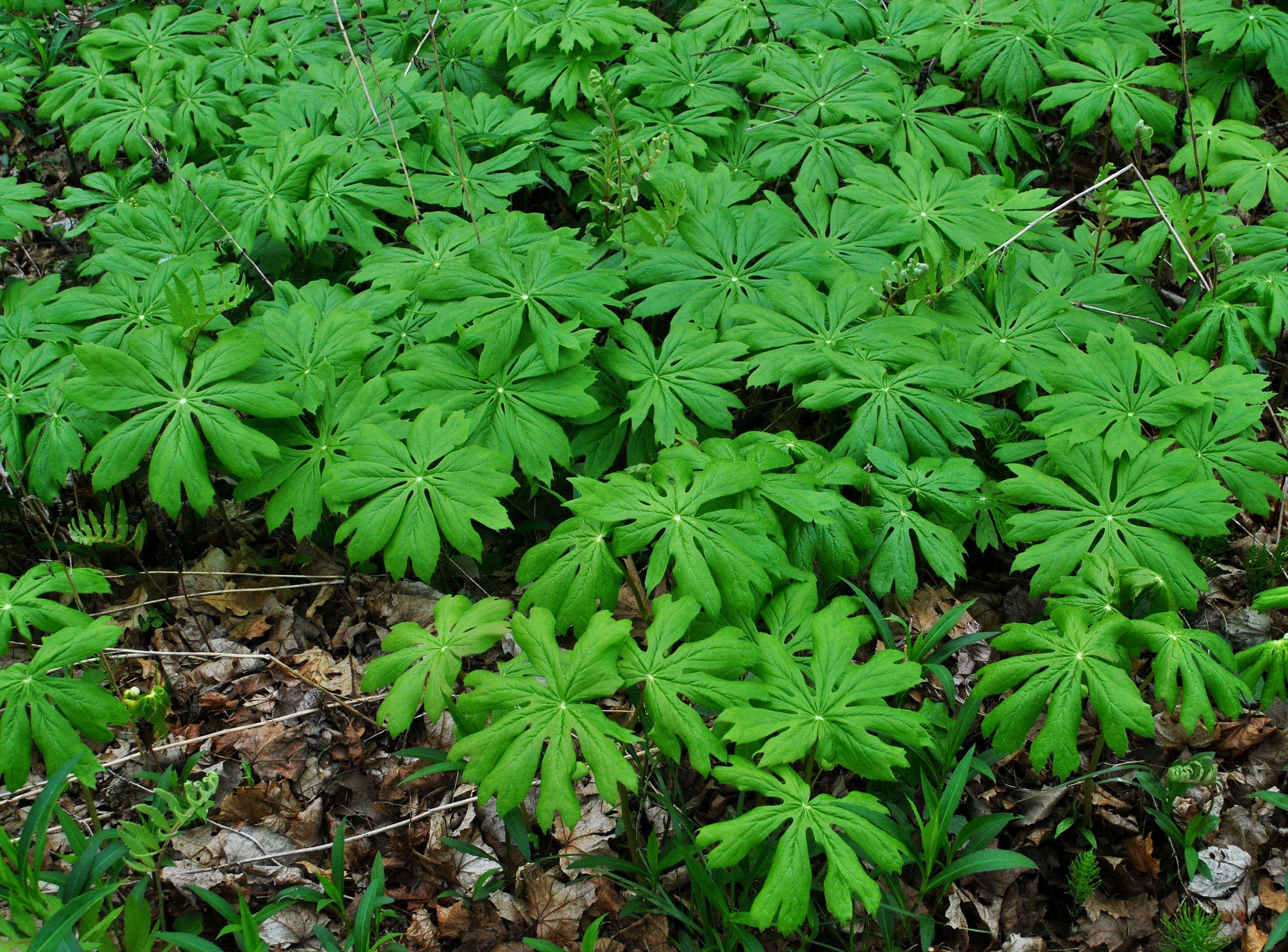 Image of mayapple