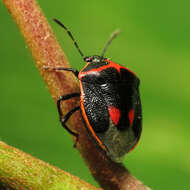 Image of Twice-stabbed Stink Bug