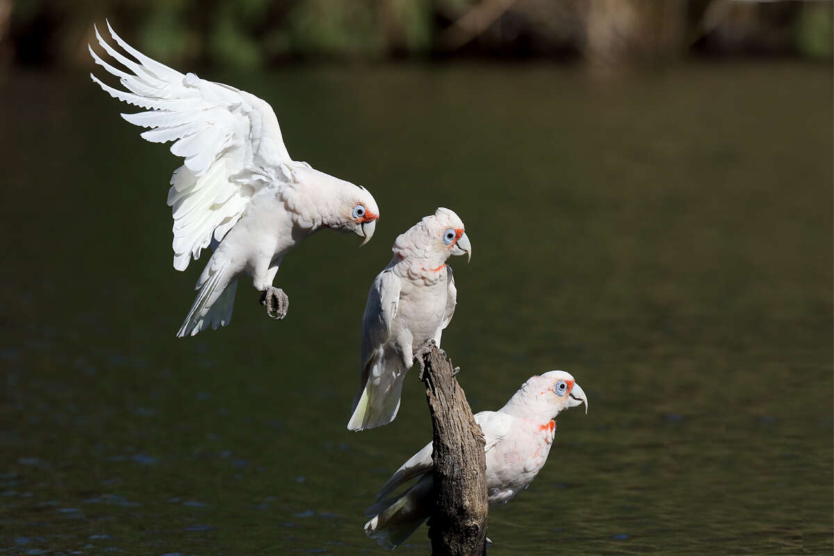 Image of Long-billed Corella