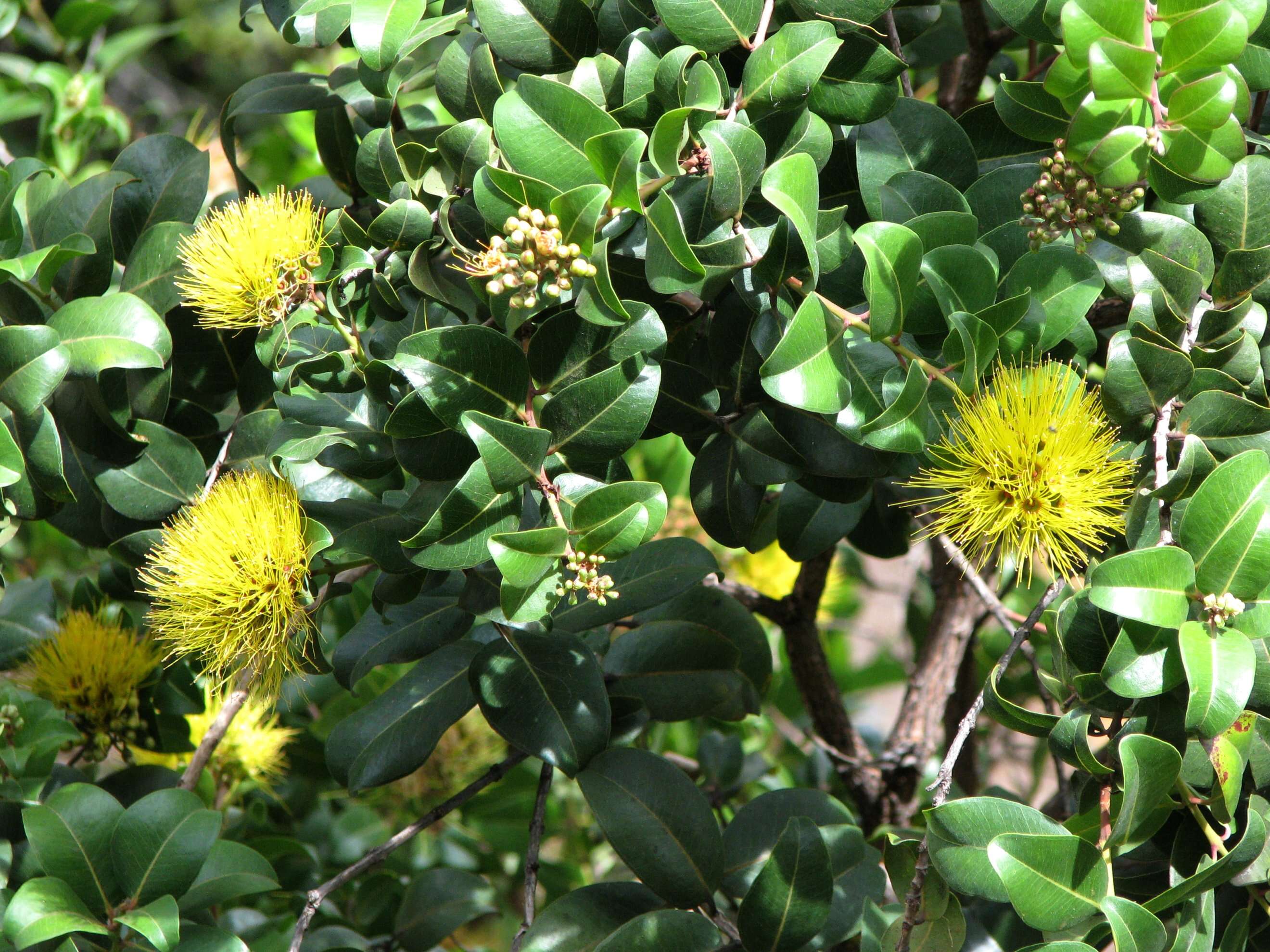 Image of lehua