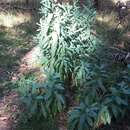 Image of Coastal Burnweed