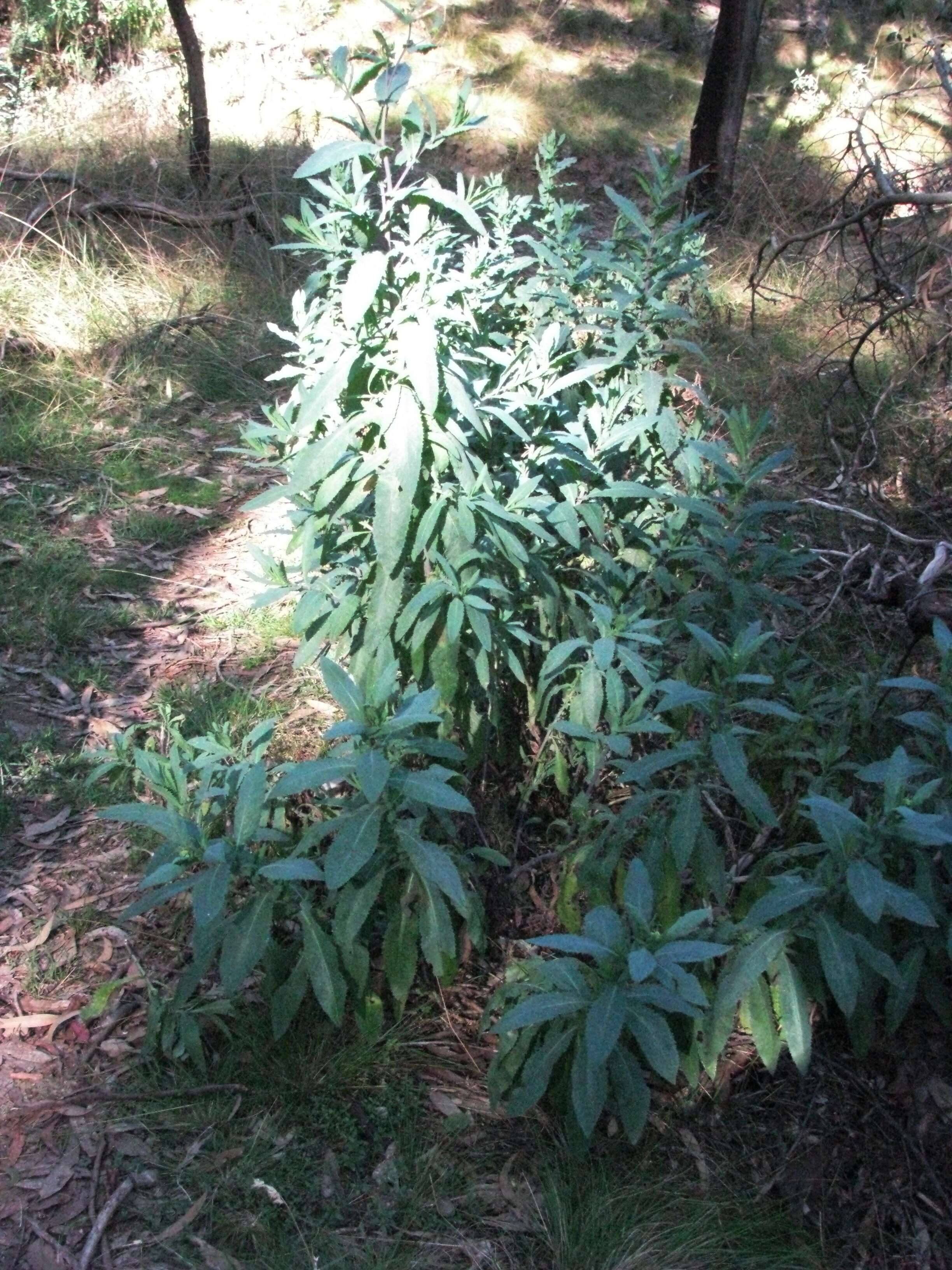 Image of burnweed