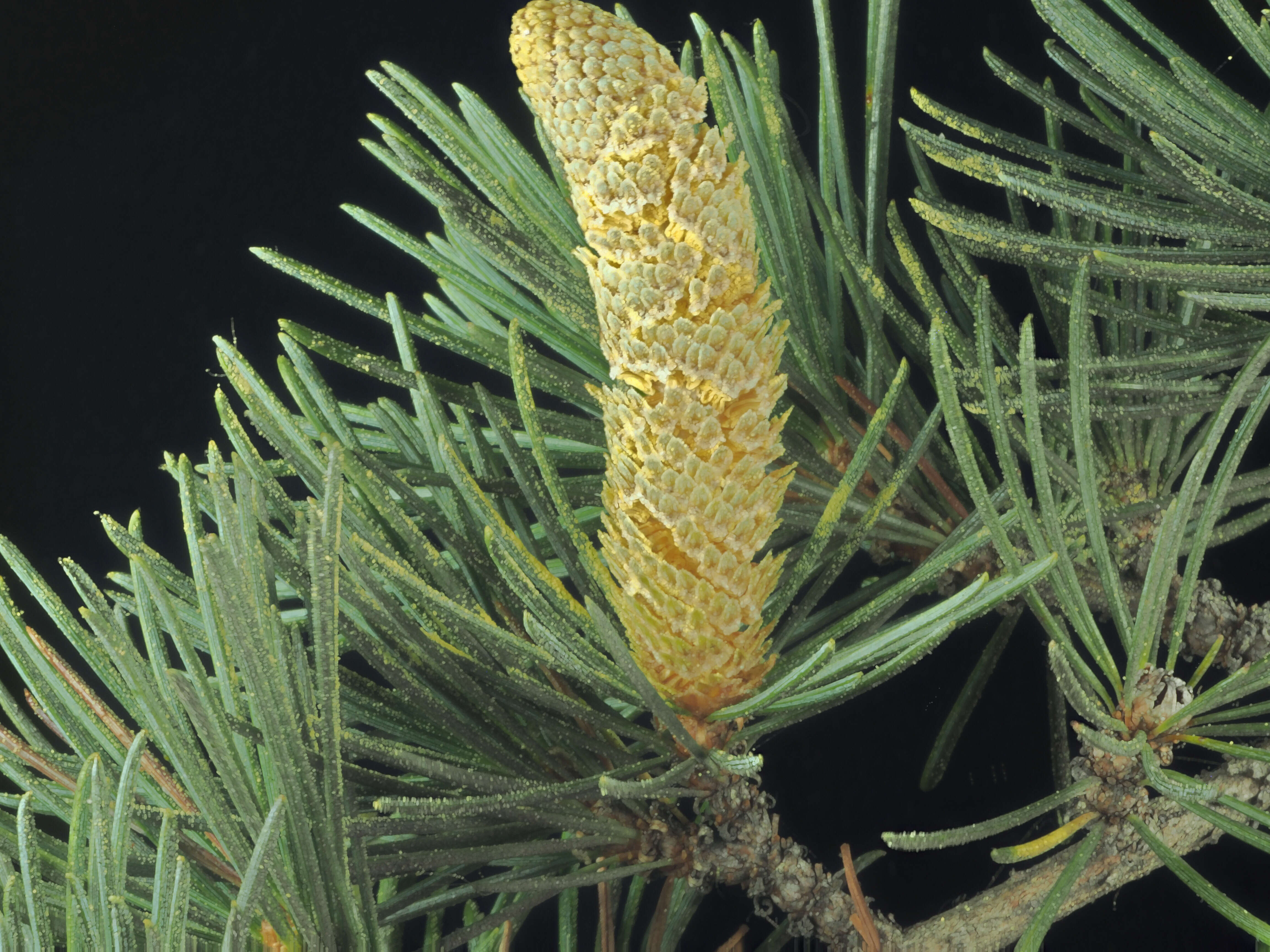 Image of Atlas Cedar