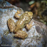 Image of tailed frogs