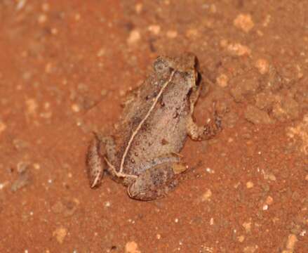 Image of Johnstone's Robber Frog