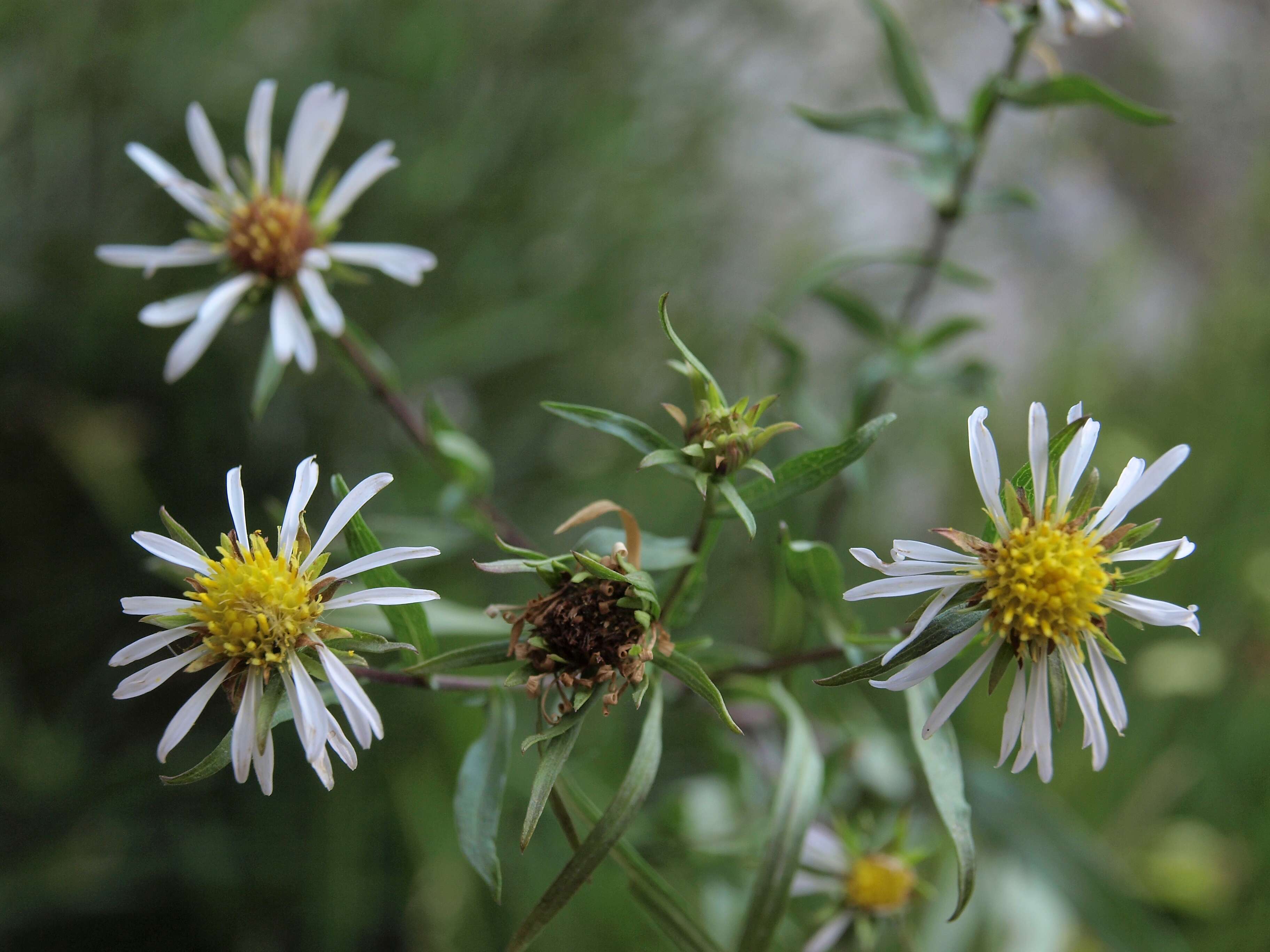 Image of white panicle aster