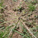 Image of Australian fingergrass
