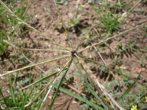 Image of windmill grass