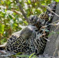 Image of big cats