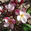 Imagem de Plumeria alba L.