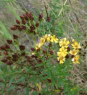 Image of cluster-leaf st.john's wort